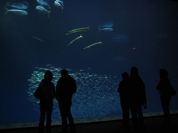 aquarium14.jpg