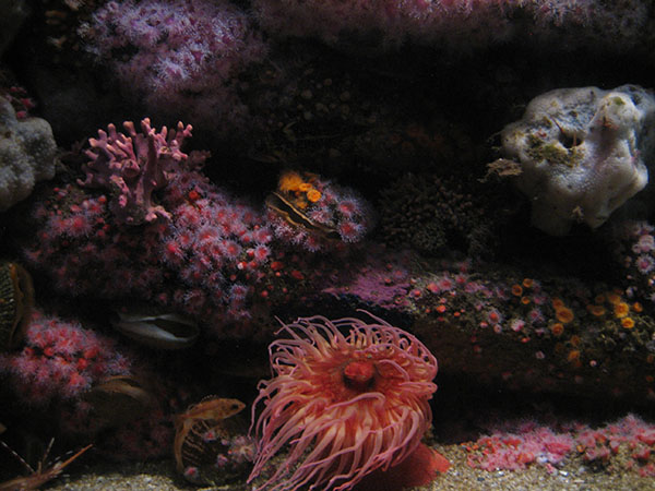 aquarium4.jpg