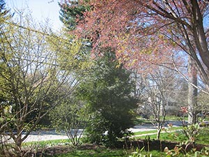 12 April tree 1