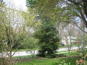 19 April tree 1