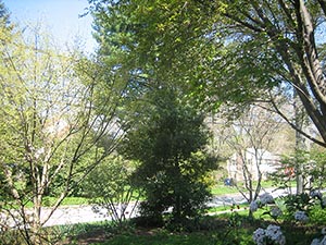 24 April tree 1