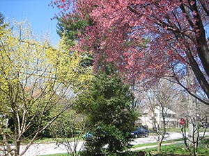 5 April tree 1