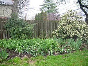 15 April tulips