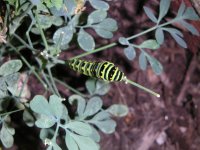 caterpillars in the garden