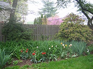 1 May tulips