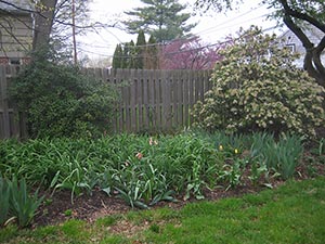 20 April tulips